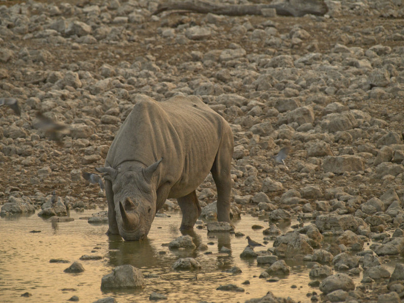 Okaukuejo, White Rhinoceros